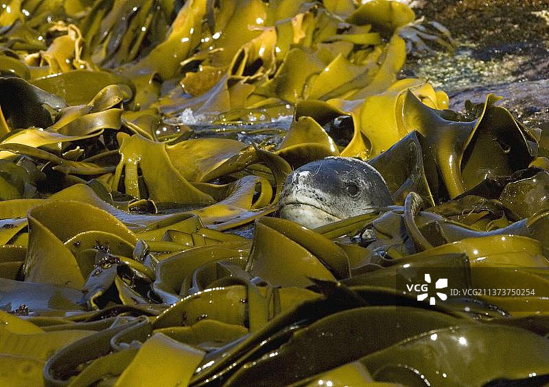 海豹，斯奈尔斯群岛，新西兰，隐藏，大洋洲图片素材