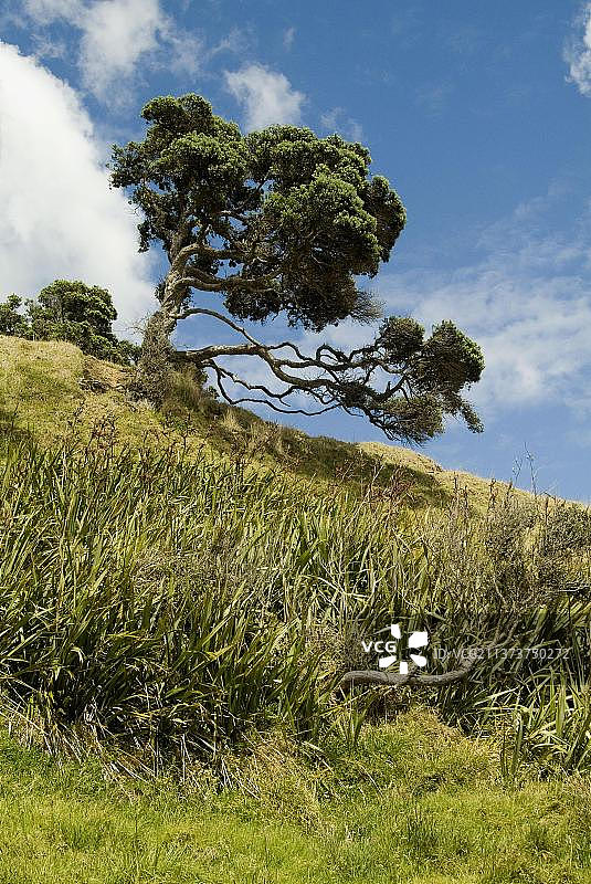 新西兰帕基里海滩上的北方拉塔树（桃金娘属）图片素材