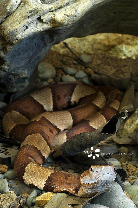 宽带铜头蛇(Agkistrodon contortrix laticinctus)，盘绕在树干下的德克萨斯铜头蛇图片素材