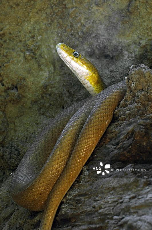 中美洲的绿鼠蛇图片素材