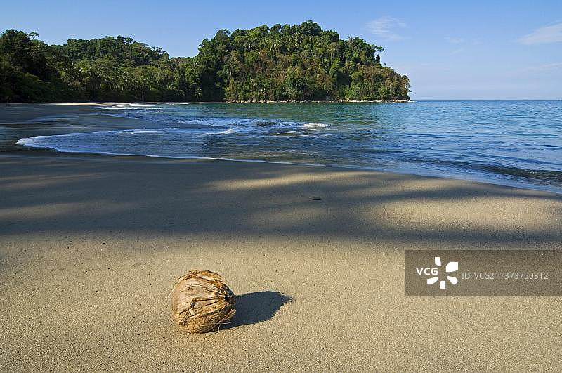 哥斯达黎加曼努埃尔·安东尼奥国家公园海滩上的椰子图片素材