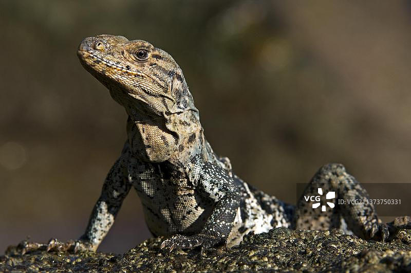 黑棘尾鬣蜥特写，位于哥斯达黎加曼努埃尔·安东尼奥国家公园海滩图片素材
