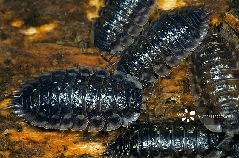 腐烂木头上的鼠妇图片素材