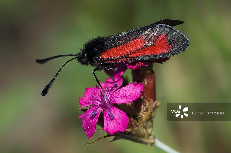 Zygaena属飞蛾在石竹花上觅食图片素材