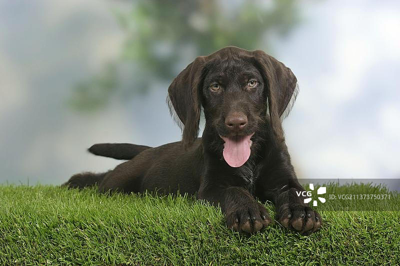 德国刚毛指示犬幼犬（9周）图片素材