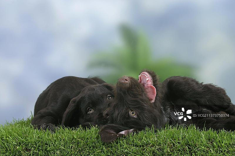 德国刚毛猎犬幼犬（9周）图片素材