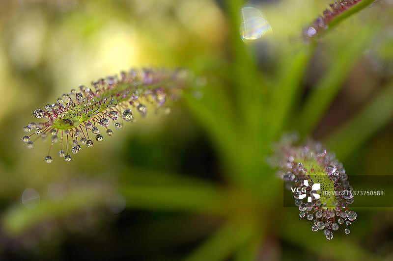 好望角茅膏菜图片素材
