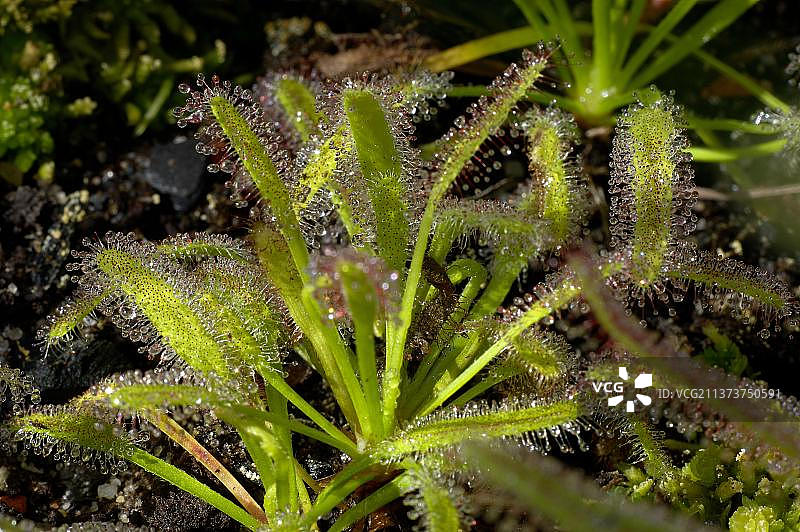 好望角茅膏菜图片素材