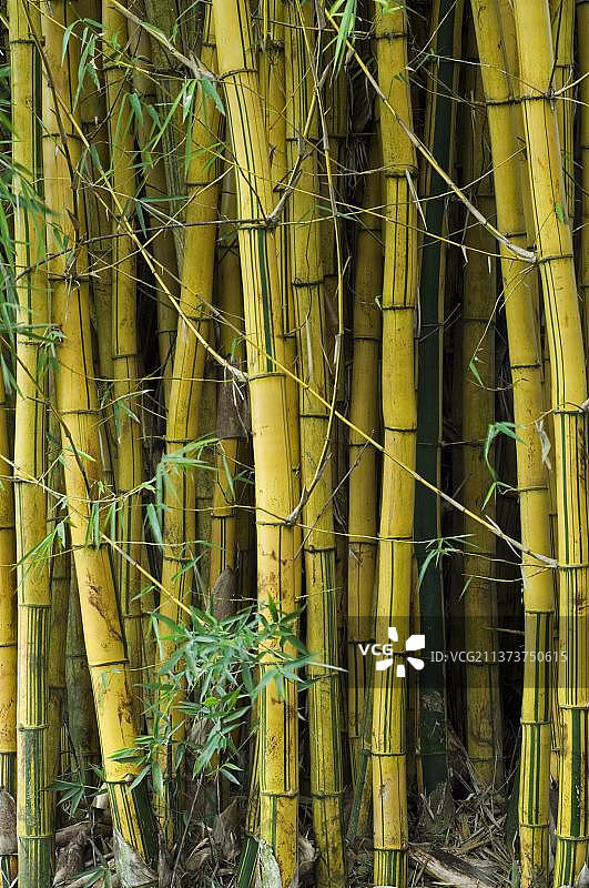 彩绘竹子图片素材