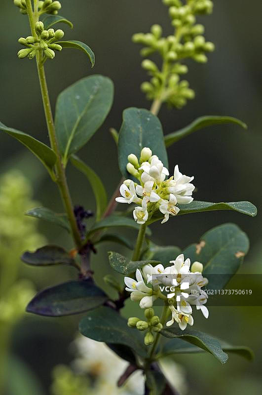 野生女贞图片素材