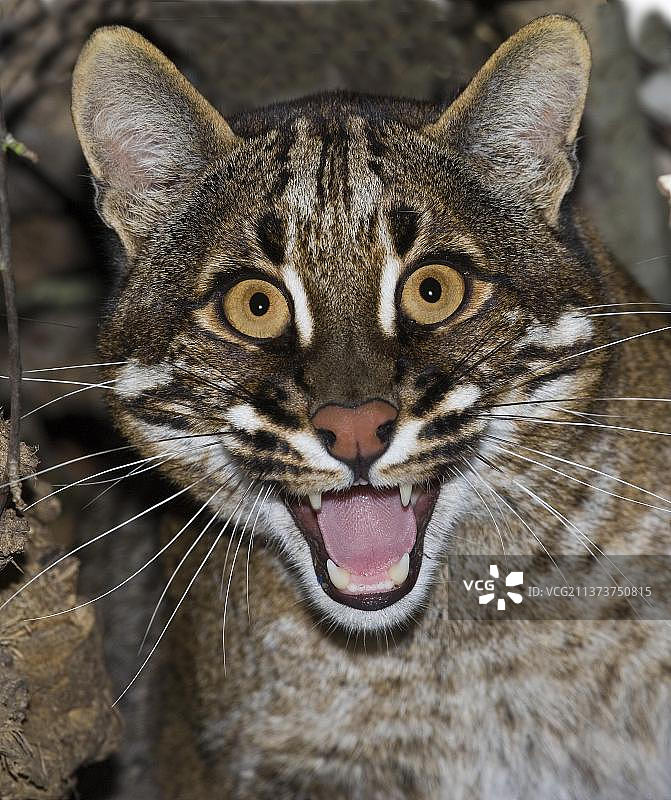 亚洲金猫成年个体防御姿态图片素材