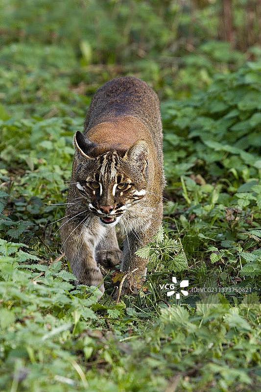 亚洲金猫成年个体图片素材