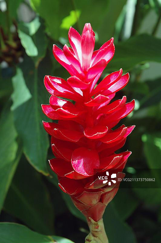 哥斯达黎加的姜科植物（红姜花）图片素材