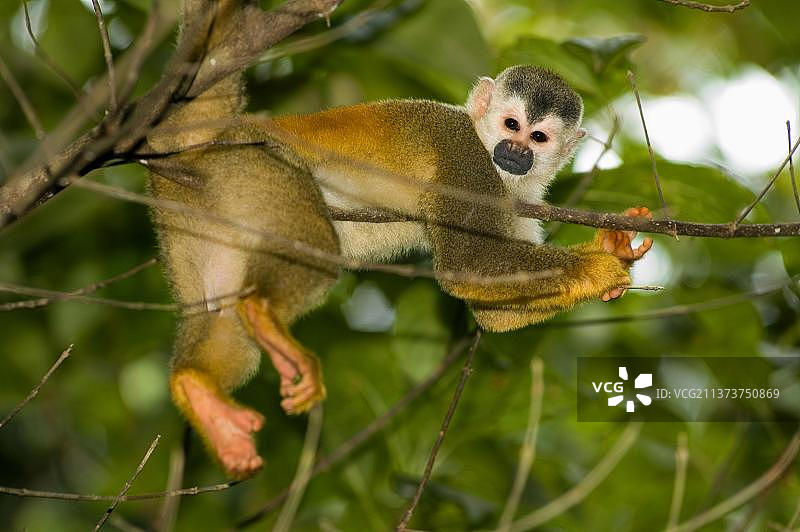 哥斯达黎加的红背松鼠猴图片素材