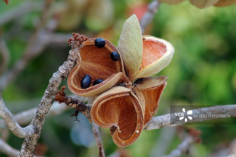 海杏树果实，哥斯达黎加曼努埃尔·安东尼奥国家公园图片素材