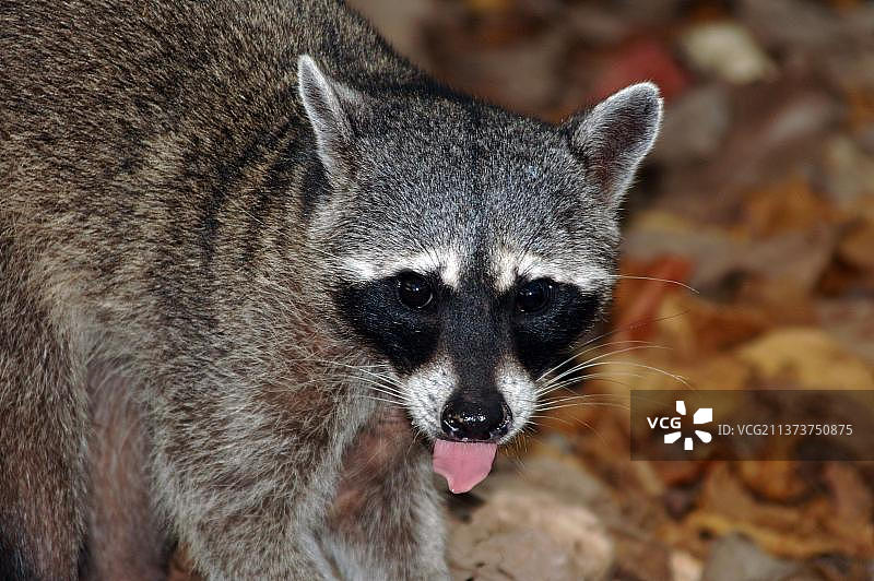 哥斯达黎加曼努埃尔·安东尼奥国家公园的浣熊图片素材