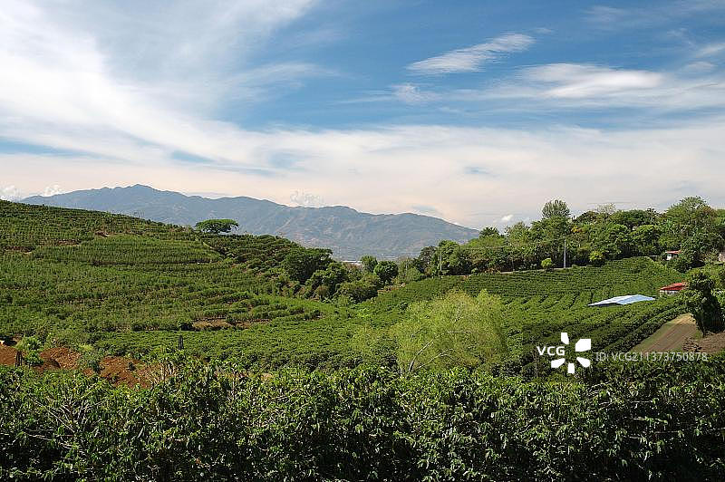 哥斯达黎加阿拉胡埃拉附近的咖啡种植园图片素材