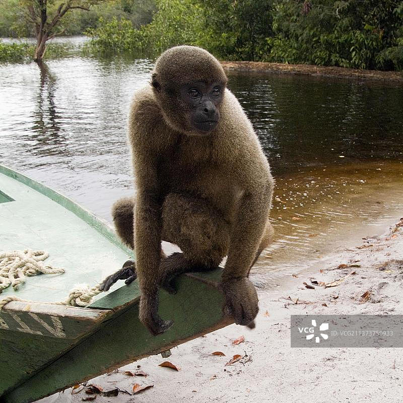 巴西棕色绒毛猴图片素材