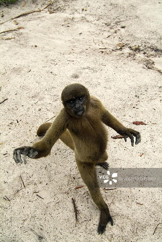 巴西棕色绒毛猴图片素材