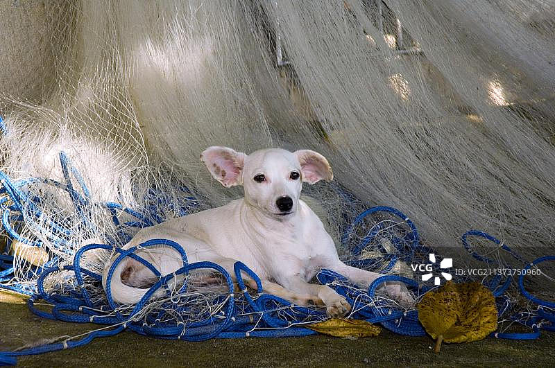 狗和渔网，巴西圣保罗州乌巴图巴图片素材