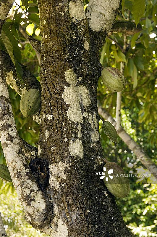 巴西可可树果实图片素材