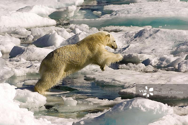 北极熊，加拿大拉布拉多戴维斯海峡，北美洲图片素材