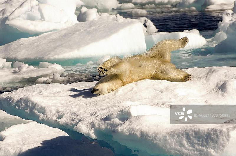 北极熊（Thalassarctos maritimus），戴维斯海峡，拉布拉多，加拿大北极熊图片素材