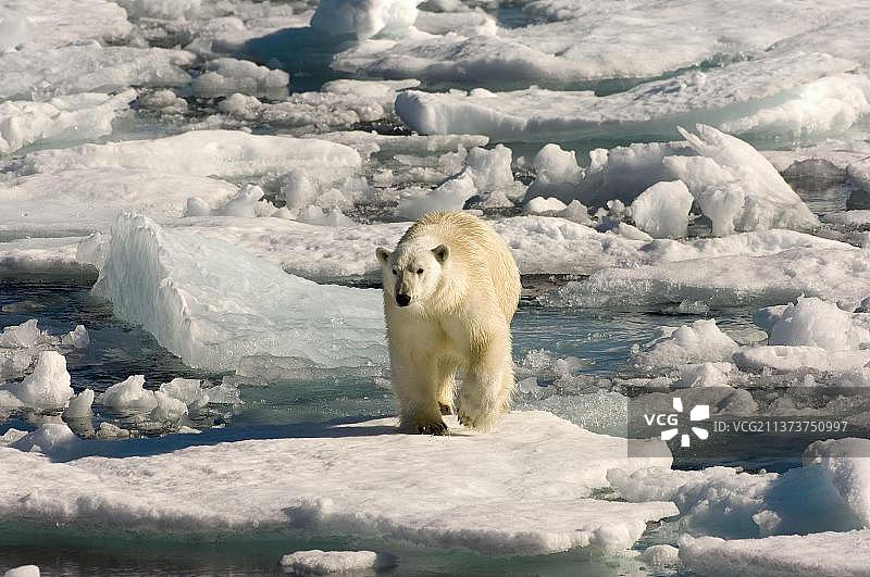 北极熊（Thalassarctos maritimus），戴维斯海峡，拉布拉多，加拿大，北美洲图片素材