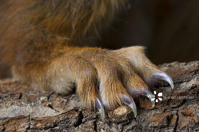 松鼠爪子特写图片素材