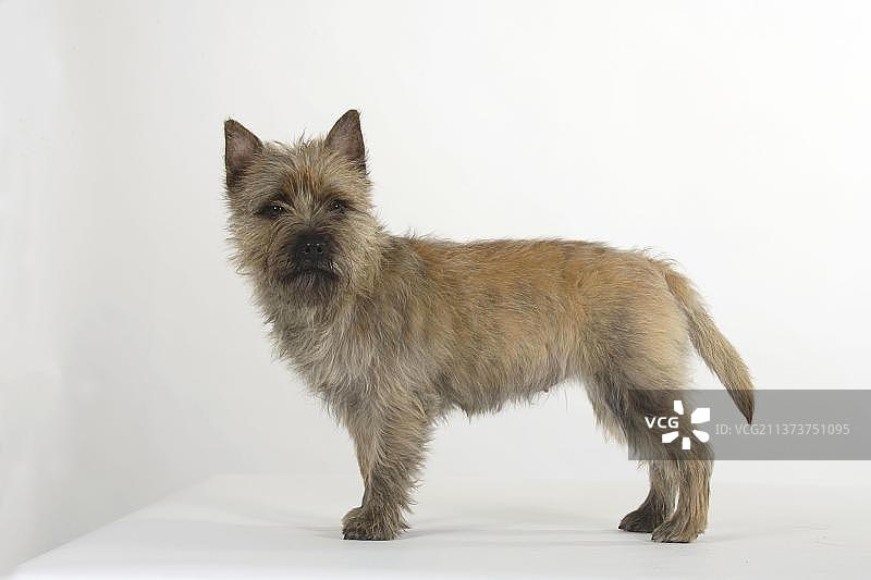 凯恩梗犬书页图片素材