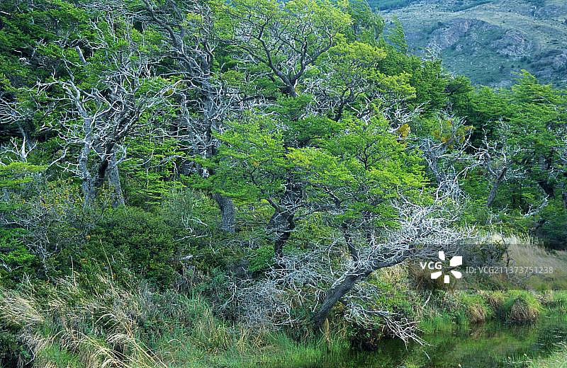 智利巴塔哥尼亚的南山毛榉图片素材