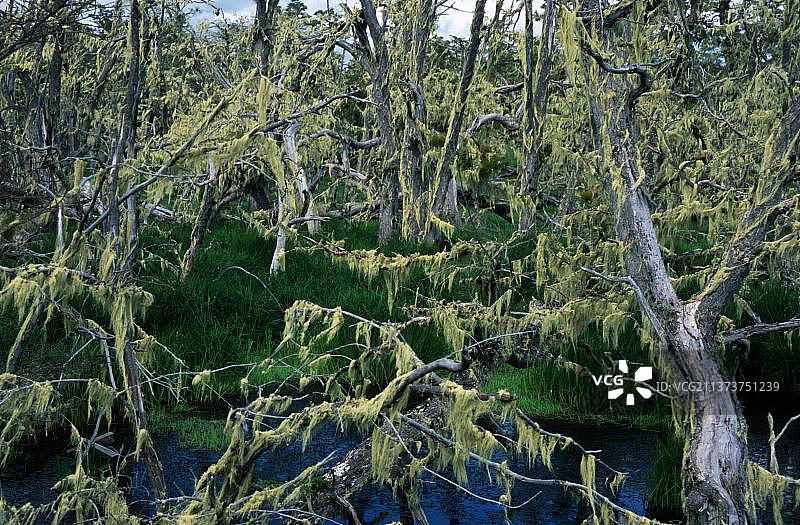 智利巴塔哥尼亚的南山毛榉图片素材