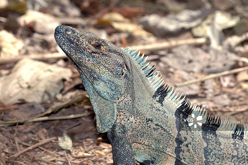 中美洲哥斯达黎加卡拉拉国家公园的黑鬣蜥图片素材