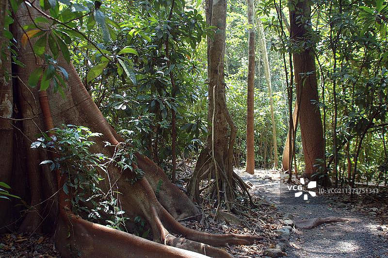 中美洲哥斯达黎加卡拉拉国家公园的热带雨林图片素材