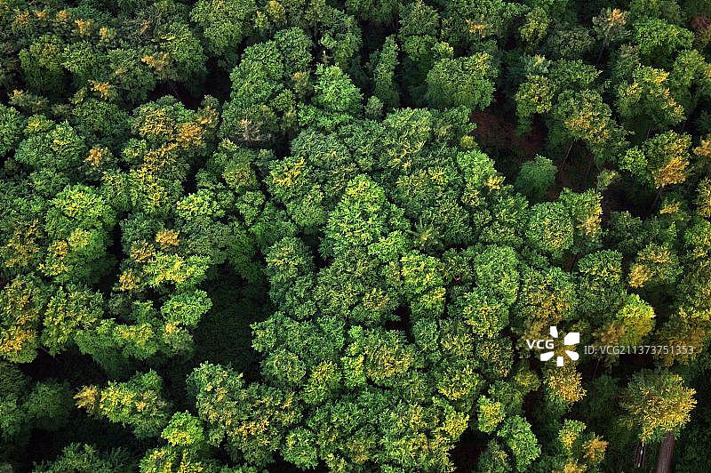 德国下萨克森州的树梢图片素材