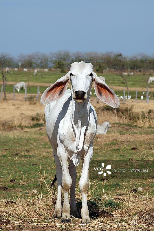 中美洲哥斯达黎加的瘤牛图片素材