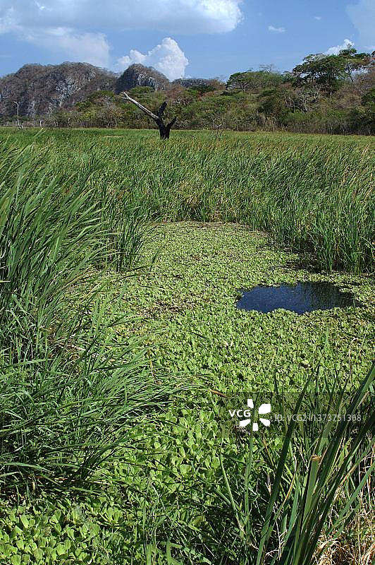 水莴苣，帕洛韦德国家公园，哥斯达黎加，中美洲图片素材