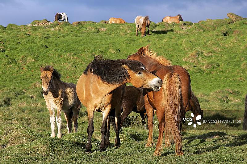冰岛小马和小马驹，冰岛人，冰岛马，欧洲图片素材