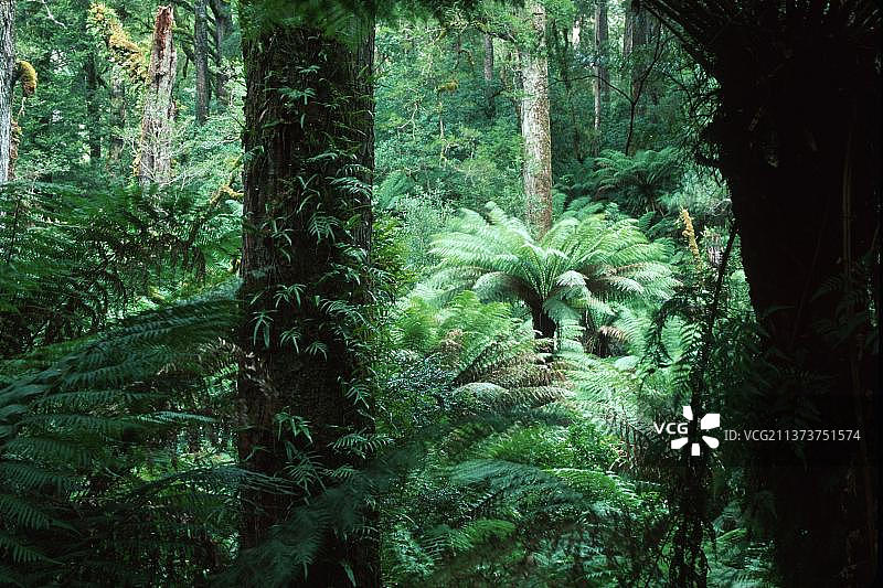 澳大利亚维多利亚州奥特威国家公园的热带雨林图片素材