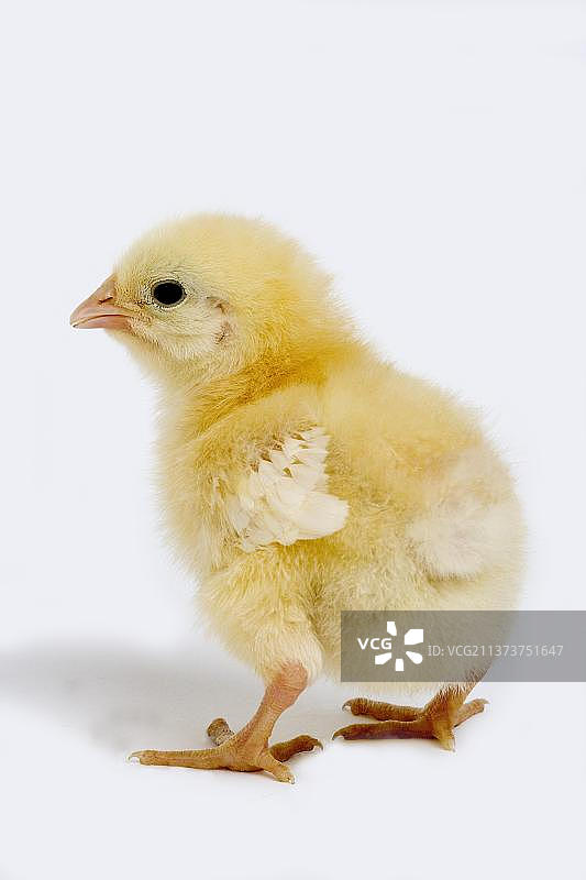 白色背景上的小鸡图片素材