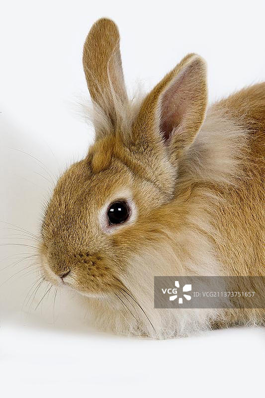 白色背景下的红色侏儒兔图片素材