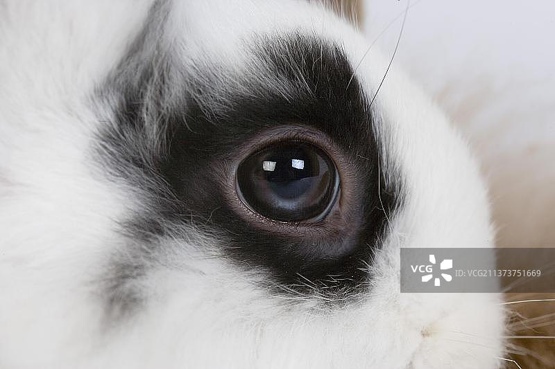 黑白矮兔特写图片素材