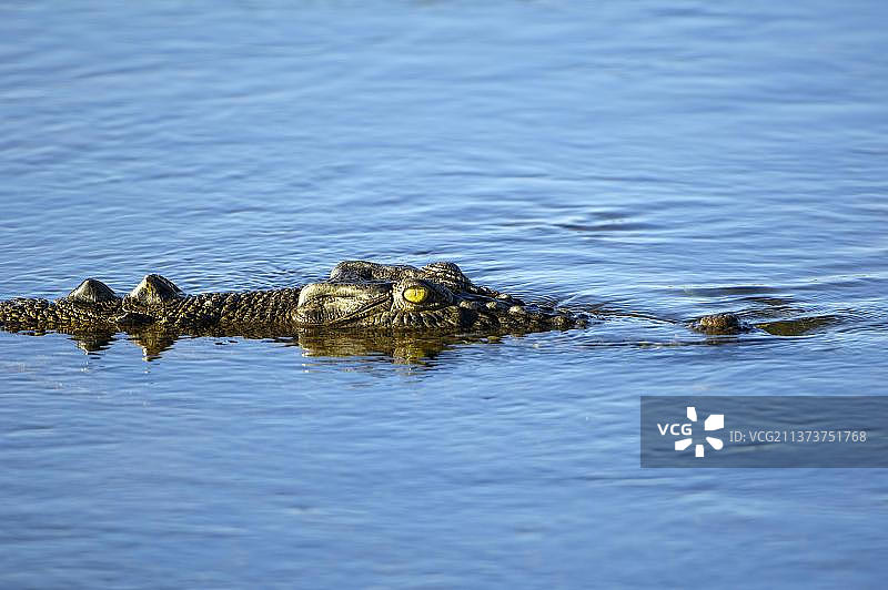 咸水鳄鱼，卡卡杜国家公园，澳大利亚北部领地图片素材