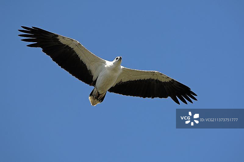 白腹海雕，卡卡杜国家公园，澳大利亚北部地区，大洋洲图片素材