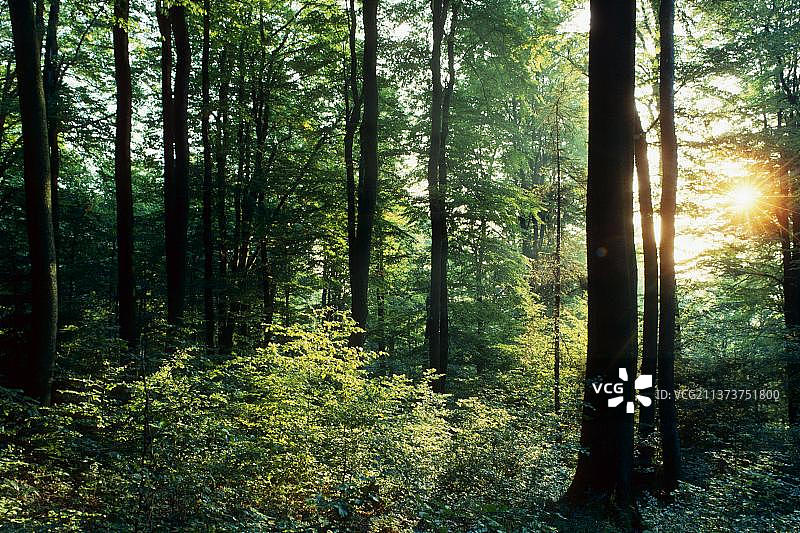 德国黑森州奥登瓦尔德的落叶林图片素材