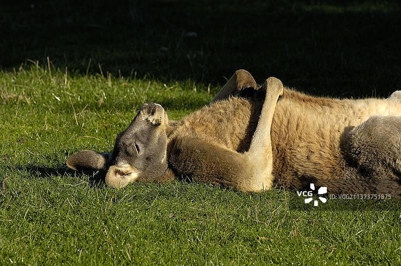 红色大袋鼠，维多利亚，澳大利亚，大洋洲图片素材