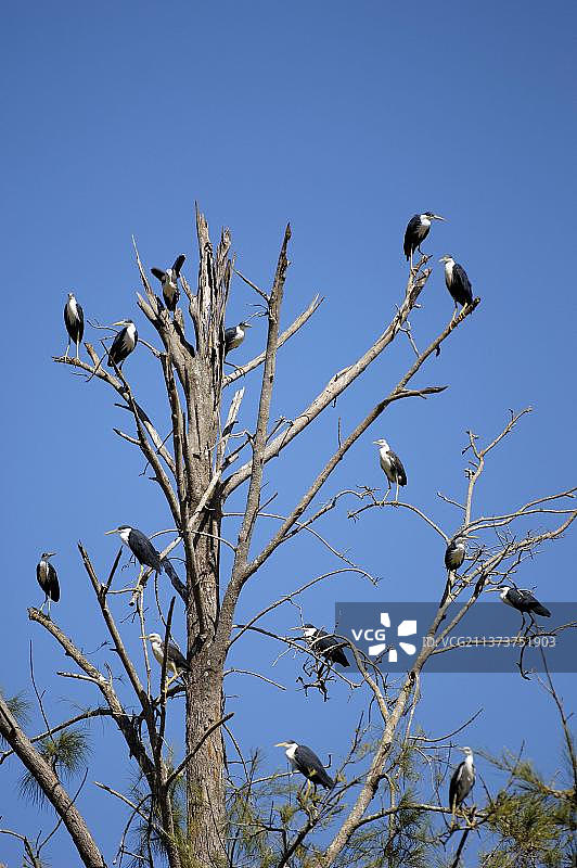 杂色鹭，利奇菲尔德国家公园，北部地区，澳大利亚，大洋洲图片素材