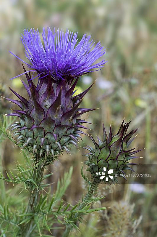 开花的朝鲜蓟蓟图片素材