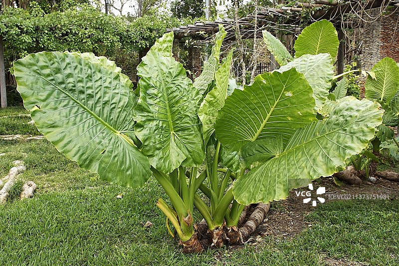 芋（海芋）图片素材