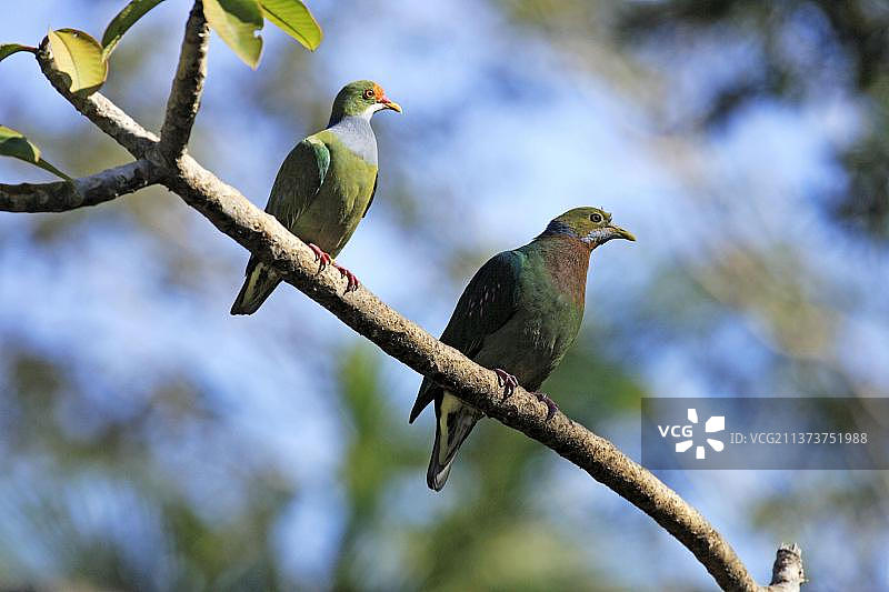 橙斑果鸠图片素材